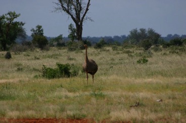 kenya 020